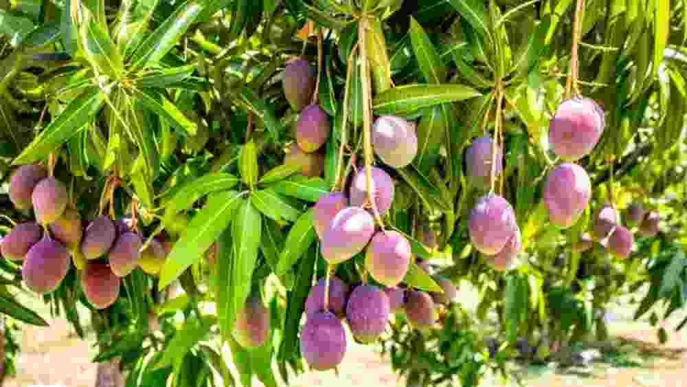 যদিও কৌশলের কথায়, মধ্যপ্রদেশের আমটি সঠিক অর্থেই মিয়াজাকি না কি কোনও শঙ্কর প্রজাতির তা আগে খতিয়ে দেখা দরকার। আম বিশেষজ্ঞরা নিশ্চিত করলে তবেই বৃহত্তর ক্ষেত্রে তা চাষের ব্যাপারে ভাবতে পারে সরকার।