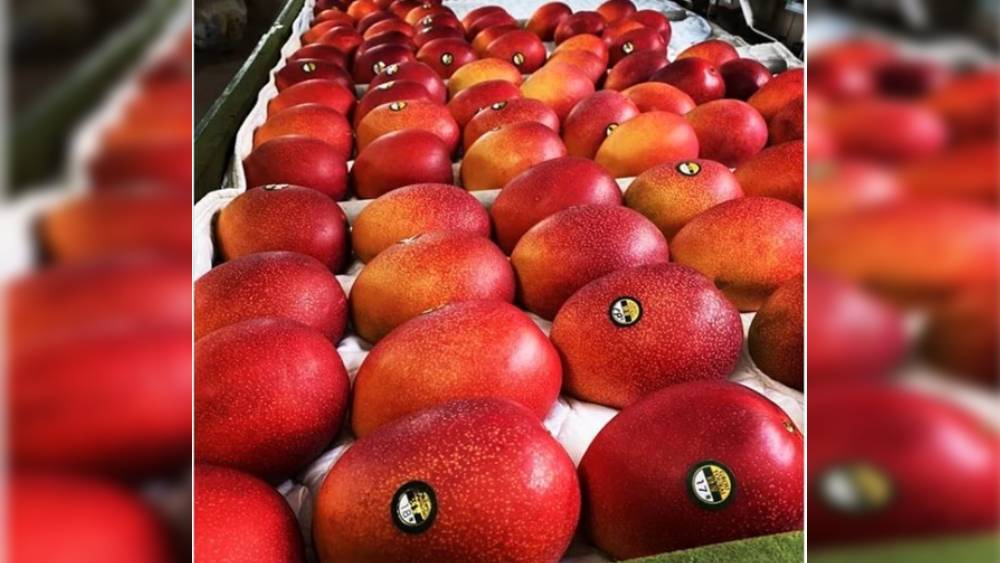 জব্বলপুরের জওহরলাল নেহরু কৃষি বিশ্ববিদ্যালয় ইতিমধ্যেই এই আম নিয়ে গবেষণা শুরু করেছে।