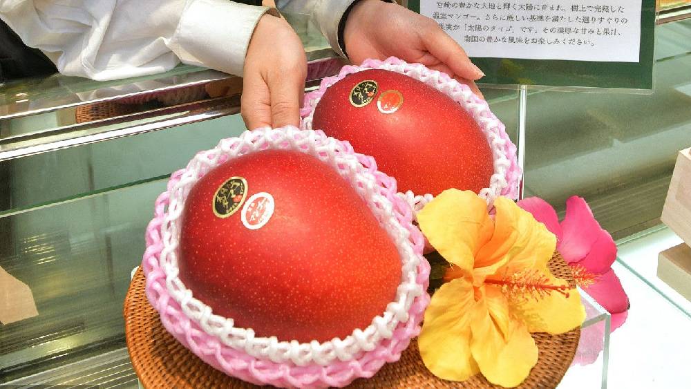 তবে বিশেষজ্ঞদের একাংশের মতে, মিয়াজাকি আম ফলনের অনুকূল আবহাওয়া ভারতে আছে। তাই এই আম ভারতে হওয়া অস্বাভাবিক নয়।