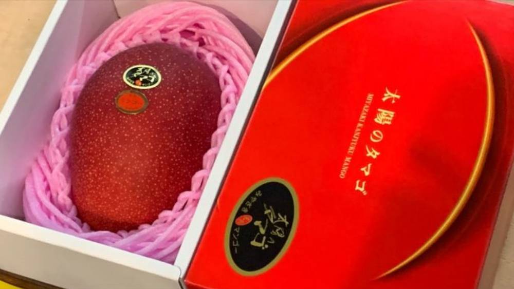 জাপান ছাড়াও ফিলিপিন্স এবং তাইল্যান্ডে এই আমের চাষ হয়। আম চাষের জন্য দরকার প্রচুর রোদ, উষ্ণ আবহাওয়া আর নির্দিষ্ট পরিমাণ বৃষ্টি।