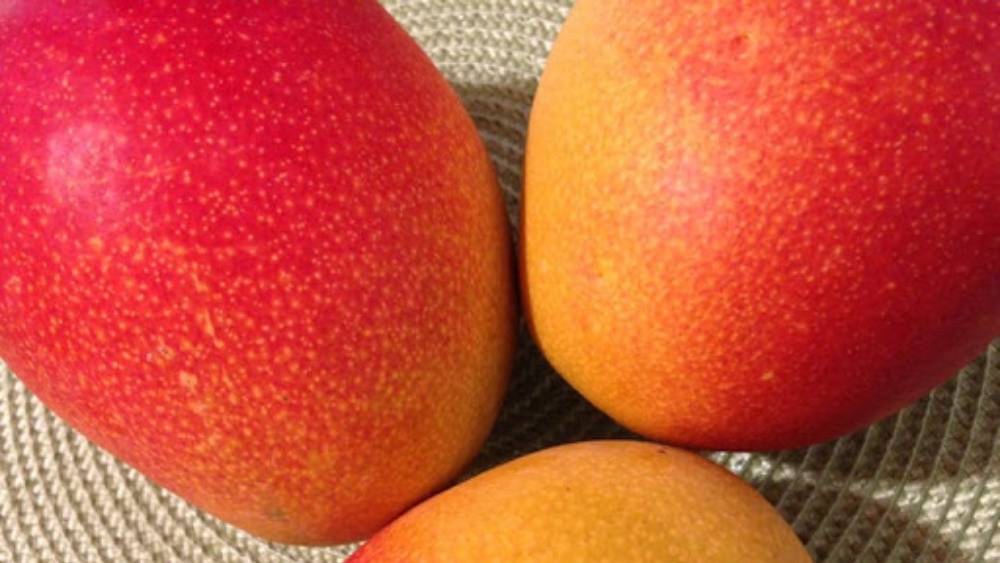 মিয়াজাকির মিষ্টি স্বাদ অন্য আমের তূলনায় ১৫ শতাংশ বেশি। এমনকি অ্যান্টি অক্সিড্যান্টের পরিমাণও অন্যান্য আমের চেয়ে অনেক বেশি।