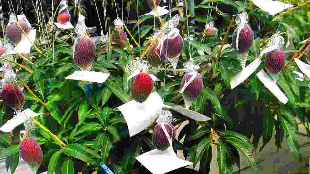 এপ্রিল থেকে অগস্ট মাসে ফলন হয় এই আমের। এক একটি আম ৮৬০০ টাকা থেকে শুরু। দু’টো আমের বাক্স গত বছর আন্তর্জাতিক বাজারে বিক্রি হয়েছিল ২ লক্ষ ৭০ হাজার টাকায়। ২০১৬ সালে নিলামে দু’টি মিয়াজাকি আম বিক্রি হয়েছিল প্রায় সাড়ে ৪ লক্ষ টাকায়।