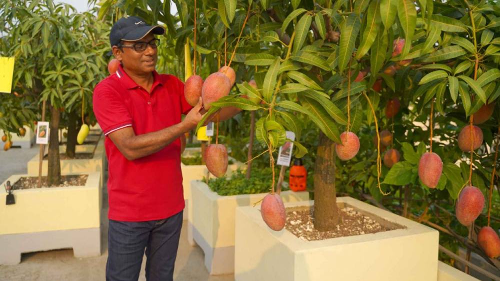 সম্প্রতির বাংলাদেশের ঢাকাতেও ছাদের বাগানে এই আম ফলিয়েছেন এক ব্যবসায়ী।