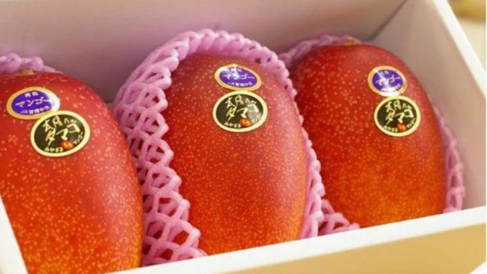 পরে মধ্যপ্রদেশের কৃষি দফতরের তরফেও যোগাযোগ করা হয় ওই দম্পতির সঙ্গে। মধ্যপ্রদেশের কৃষি দফতরের যুগ্ম অধিকর্তা আর এস কাটারা সঙ্কল্পদের বাগান ঘুরে গাছ পরীক্ষা করে যান। তবে তাঁর কথায়, ‘‘এই আমের এত দামের কারণ এটির উৎপাদন অত্যন্ত কম বলে।’’ ভারতে এই আমের চাষ বাড়ানোর কথাও বলেছেন কাটারা। তবে তার আগে এই আম সত্যিই মিয়াজাকি কি না তা পরখ করতে দেখতে হবে বলে জানিয়েছেন তিনি।