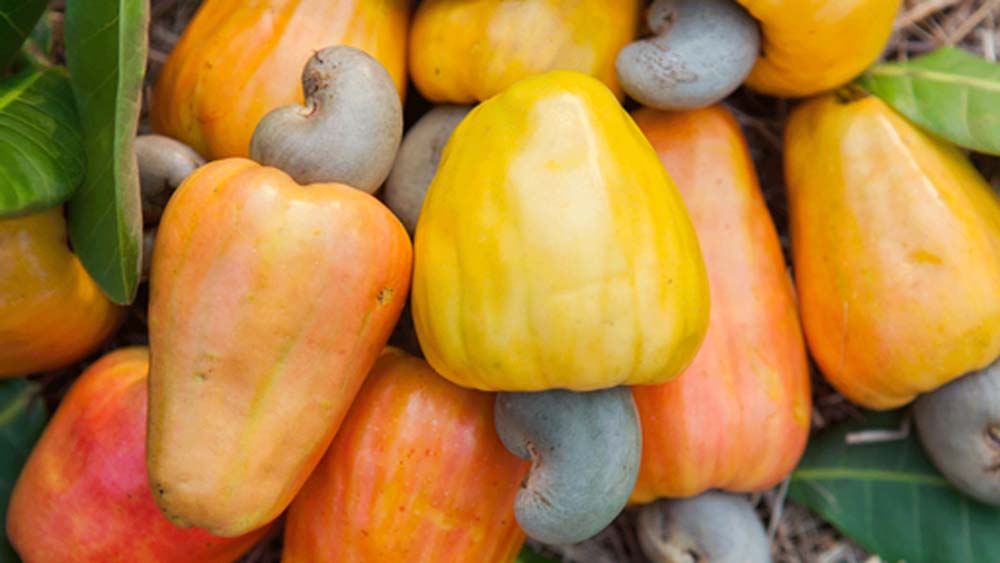 ৫০০ বছর ধরে গোয়ার এক পরিবার এই পানীয় বানিয়ে চলেছে।