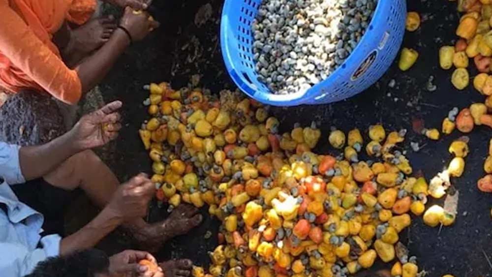 মূলত ২ ধরনের ফেনি রয়েছে। কাজু ফেনি এবং তাল ফেনি। কাজু ফেনি সবচেয়ে জনপ্রিয়।
