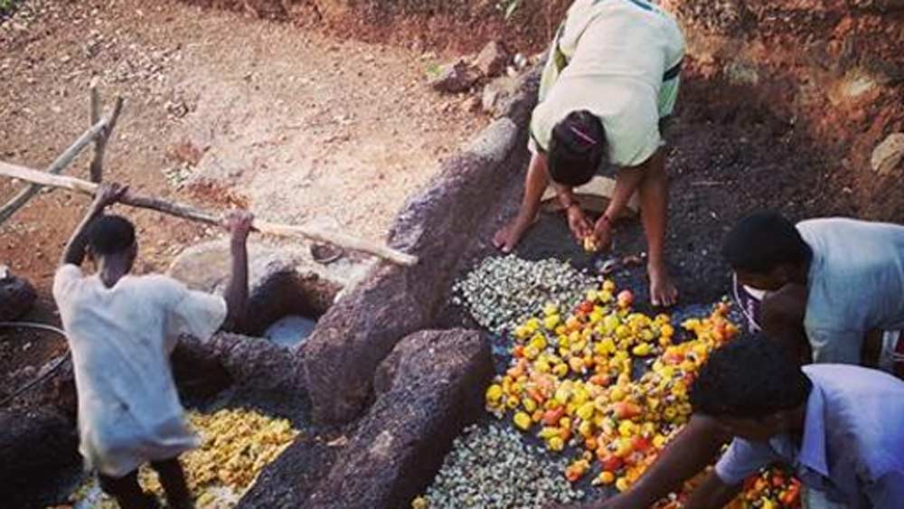 ৫০০ বছর ধরে কাজু ফেনি বানানোর পরম্পরা বয়ে চলেছে গোয়ার ওই পরিবারটি। প্রতিদিন সকালে গাছ থেকে ঝরে পড়া পাকা কাজু ফল সংগ্রহ থেকে তা ফেনিতে রূপান্তর—এখনও সেই পুরনো পদ্ধতিতেই করে পরিবারের লোকজন।