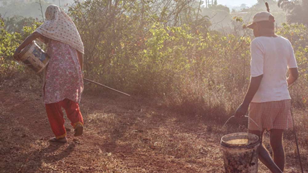 রোজ সকাল হলেই একটি ঝোড়া নিয়ে কাজু বাগানে চলে যান তাঁরা। মাটিতে পড়ে থাকা পাকা কাজু ফল সংগ্রহ করে বাড়ি ফেরেন। তারপর ফলের মুখে লেগে থাকা বীজ (বাদাম) ছাড়িয়ে অন্য পাত্রে সংগ্রহ করে নেন। পরে সেই বাদামগুলিকে বিক্রি করে দেন। এবার ফলগুলিকে পিষে তার রস বার করে এক পাত্রে জমা করেন।