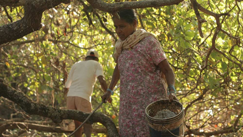 ফলের এই পেষণ প্রক্রিয়ার জন্য কোনও আধুনিক যন্ত্র নেই তাঁদের কাছে। নামমাত্র উপার্জনে আধুনিক যন্ত্র কেনার সামর্থ্য নেই। তা সত্ত্বেও বংশের পরম্পরা বজায় রেখে চলেছেন তাঁরা।