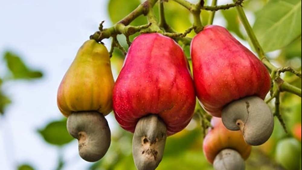 ২০১৬ সালে ফেনিকে গোয়ার ঐতিহ্যবাহী পানীয়ের তকমা দেওয়ার কথা ভেবেছিল গোয়া প্রশাসন। ফেনিকে কেন্দ্র করে পর্যটন শিল্পের উন্নয়ণের প্রস্তাবও ছিল তাঁদের কাছে। কাজু ফল সংগ্রহ থেকে ফেনি তৈরি— পুরোটা পর্যটকদের ঘুরে দেখানোর পরিকল্পনা ছিল। কিন্তু শেষমেশ তা হয়ে ওঠেনি।