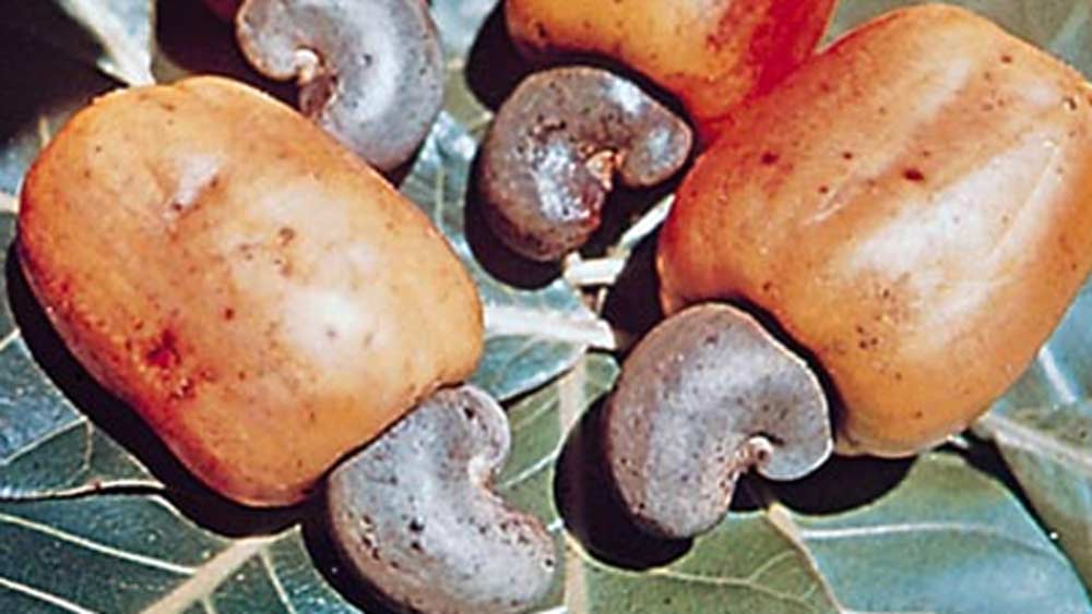 কাজু বাদামের গাছ ব্রাজিল থেকে ভারতে এনেছিল পর্তুগিজরা। সেই ফল থেকে প্রথম কবে ফেনি তৈরি শুরু হয়েছিল, সে তথ্য অজানা।