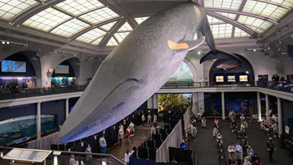 নিউ ইয়র্ক শহরের আমেরিকান মিউজিয়াম অব ন্যাচারাল হিস্ট্রি-ও পিছিয়ে নেই। ইচ্ছুকরা এখানে গিয়েও প্রতিষেধক নিয়েছেন। এটা যে টিকাকেন্দ্র হয়ে গিয়েছে তা বোঝাতে জাদুঘরে রাখা বিশালাকার নীল তিমির পার্শ্ব পাখনার উপর ব্যান্ডএড লাগিয়ে দেওয়া হয়েছিল।