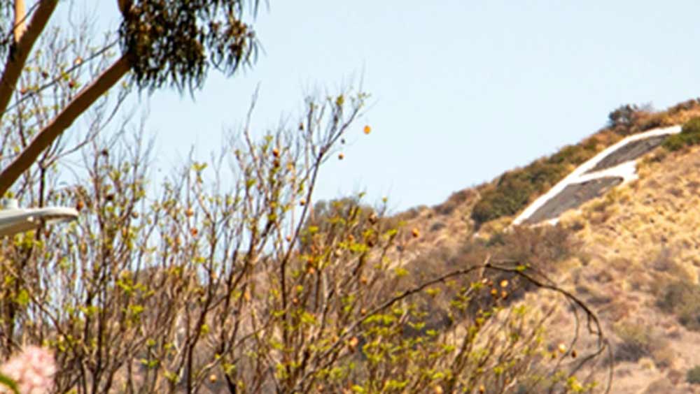 ‘বি’ নিয়ে তর্ক-বিতর্ক, দখলদারি চলতেই থাকবে। তবে তা নিয়ে মাথা ঘামান না বারব্যাঙ্ক পার্কের অধিকর্তা জুইদি উইলকি। তাঁর মতে, “দূর-দুরান্ত থেকে পর্যটকেরা এটি দেখতে আসেন। ‘বি’ বারব্যাঙ্কবাসীর গর্ব।” তবে তাঁর কাছেও এই ইংরাজি অক্ষরের উৎপত্তি সম্বন্ধে আর কোনও তথ্য নেই।