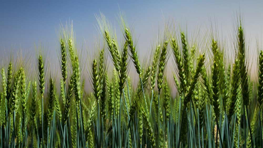 ৯ বছরের মধ্যে লস অ্যাঞ্জেলসের সবচেয়ে বেশি গম উৎপাদক অঞ্চলে পরিণত হয় এই বারব্যাঙ্ক।