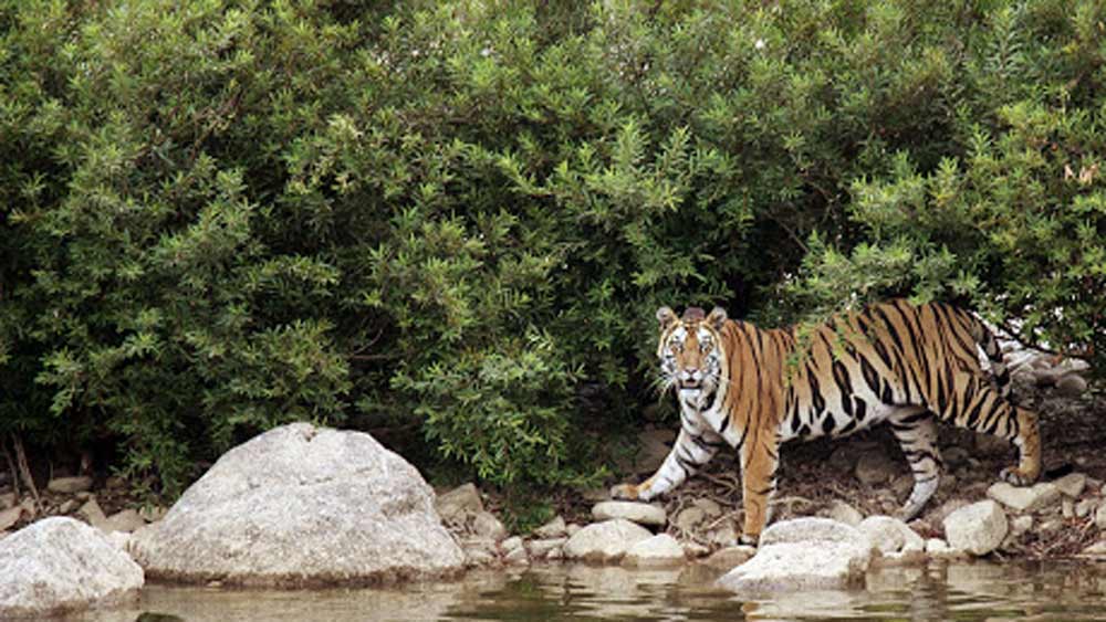 আর কথা বাড়ায়নি সংস্থাটি। ২০১৭ সালে পুরোপুরি হাল ছেড়ে দেয় তারা। এই চুক্তি পুরোপুরি বাতিল করে দেয়। এখানেই আন্দোলনকারীদের জয় হয়ে যাওয়ার কথা ছিল। কিন্তু তা হয়নি। রাজনীতির পাশা বদলে যেতেই ফের আরও এক বার জঙ্গল কেটে সাফ করার দামামা বেজে ওঠে।