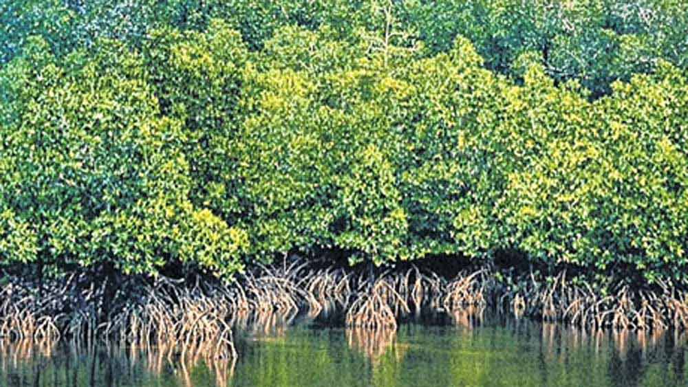 রিও-টিন্টো সংস্থা সরকারের কাছে আবেদন জানিয়েছিল, যাতে অন্তত কিছু অংশে হিরে উত্তোলনের অনুমতি পাওয়া যায়। পরে মাত্র ৭৬ হেক্টর জমির উপর হিরে উত্তোলনের কথাবার্তাও চলেছিল। কিন্তু সেটিও পরিবেশের জন্য ক্ষতিকর হতে পারে বলে পিছিয়ে এসেছিল মধ্যপ্রদেশ সরকার।