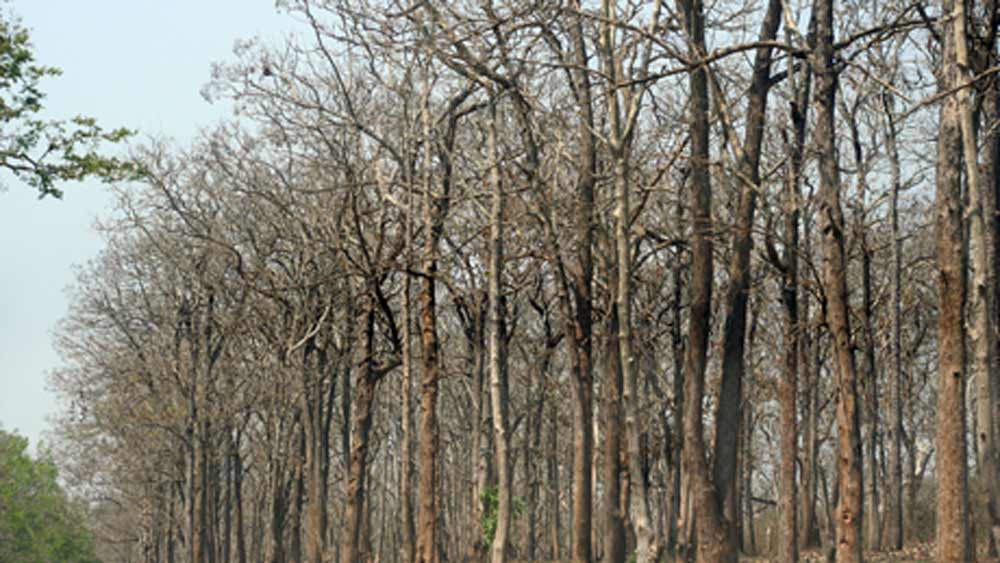 শুধু গাছ কাটার ফলেই ক্ষতিকর প্রভাবের বিষয় ছিল না। আরও একটি বিষয় আন্দোলনকারীদের ভাবিয়ে তুলেছিল। এই অঞ্চল খরাপ্রবণও। হিরের খনির জন্য প্রচুর পরিমাণ জলেরও প্রয়োজন পড়বে। এই বিপুল পরিমাণ জল যদি হিরের কাজে লাগানো হয় তা হলে তার প্রভাবও জঙ্গলের জীব এবং আশাপাশের মানুষের উপর পড়বে।