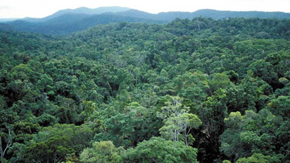 2 lakh trees to be cut for diamond mining in Buxwaha, MP dgtl