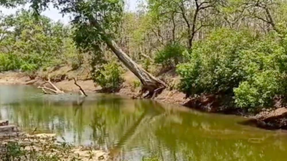 জঙ্গলের ৯৭১ হেক্টর জমিতে এই হিরের সন্ধান পাওয়া গিয়েছিল। যার মধ্যে ৯৫৪ হেক্টর জমিতে হিরে উত্তোলনের সবুজ সঙ্কেত পেয়েছিল সংস্থাটি। তা করতে গেলে অন্তত ৫ লাখ গাছ কাটা পড়ত।