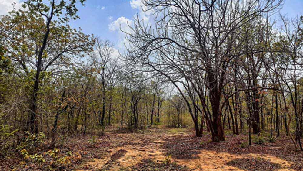 রিও-টিন্টো নামে একটি অ্যাংলো-অস্ট্রেলিয়ান সংস্থা এই অঞ্চলের নীচে প্রথম হিরের খোঁজ পায়। ২০১০ সালে মধ্যপ্রদেশ সরকারের সঙ্গে চুক্তিবদ্ধ হয় সংস্থাটি। হিরে উতোতলন করে যা লাভ হবে তার ১০ শতাংশ নেবে মধ্যপ্রদেশ সরকার এবং বাকি ৯০ শতাংশ ওই সংস্থা, চুক্তি ছিল এমনই।