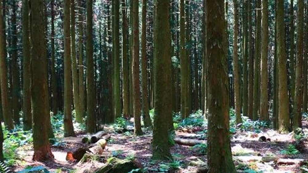 কবে এই এলাকায় হিরের সন্ধান পাওয়া গেল? কারা সেই খোঁজ নিয়ে এলেন? এর সঙ্গে রাজনীতির যোগ কী ভাবে রয়েছে এবং কেনই বা হিরে উত্তোলন শুরু হলে বাসিন্দাদের প্রাণ সংশয় হতে পারে? এ সমস্ত প্রশ্নগুলোর উত্তর খুঁজতে গেলে ১৭ বছর পিছিয়ে যেতে হবে।