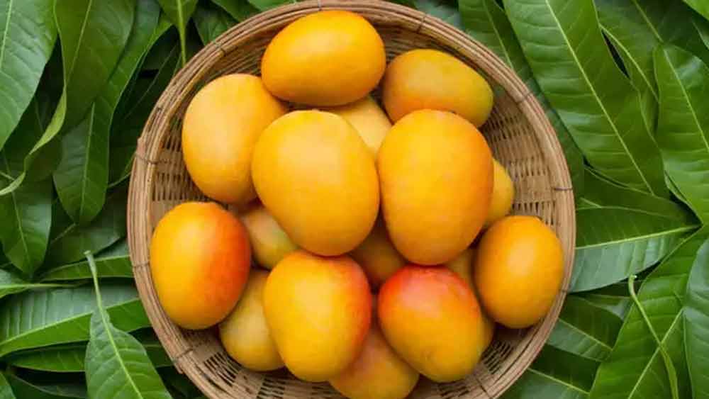 তাঁর মতে, আমে মিষ্টির পরিমাণ খুব বেশি থাকে। চৌসা, সিন্ধ্রি আমে যথাক্রমে ১২ এবং ১৫ শতাংশ মিষ্টি থাকে। এই পরিমাণ মিষ্টি একজন ডায়াবেটিকের পক্ষে খুবই ক্ষতিকর।