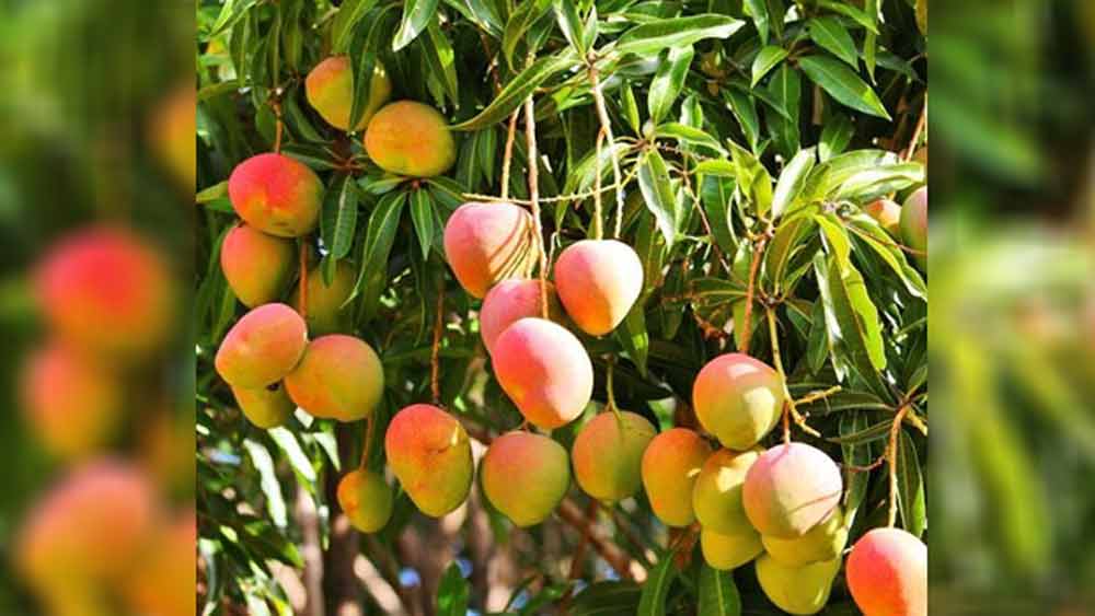 গুলাম এমন আম তৈরি করেছেন যাতে মিষ্টির পরিমাণ মাত্র ৪ থেকে ৬ শতাংশের মধ্যে ঘোরাফেরা করবে।