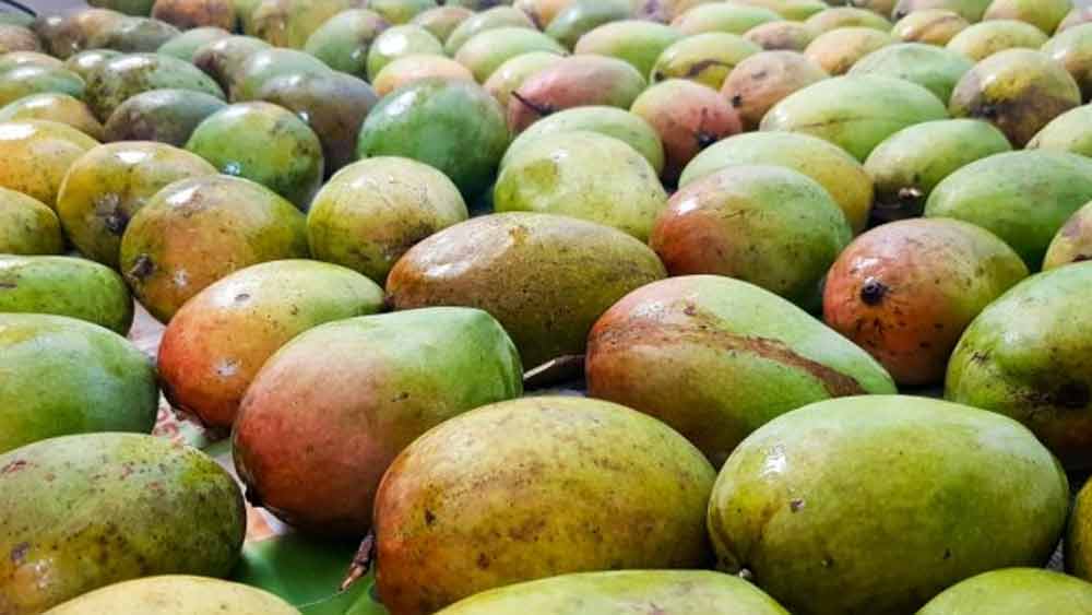 গুলাম জানিয়েছেন, তিনি ৩ প্রজাতির আমের উপর এই পরীক্ষা চালিয়েছেন। ওই ৩ প্রজাতি হল সোনারো, গ্লেন এবং কেইট।