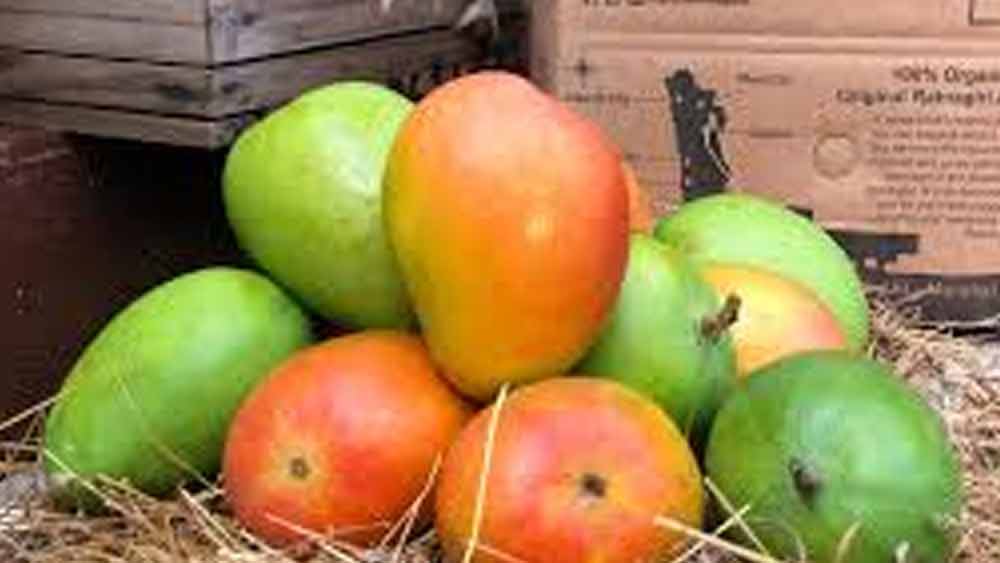 তাঁর গবেষণার ফলে সোনারোতে মিষ্টির পরিমাণ দাঁড়িয়েছে ৫.৬ শতাংশ, গ্লেনে ৬ শতাংশ। কেইটে মিষ্টির পরিমাণ সবচেয়ে কম, ৪.৭ শতাংশ।