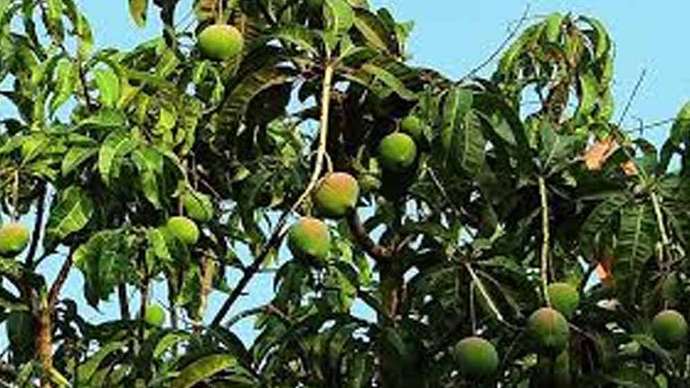 আমের মধ্যে মিষ্টি নিয়ন্ত্রণ করার কৌশল খোলাসা করেননি গুলাম। তবে তিনি জানিয়েছেন, লক্ষ্যে পৌঁছনোর জন্য বছরের পর বছর পরিশ্রম করতে হয়েছে তাঁকে।