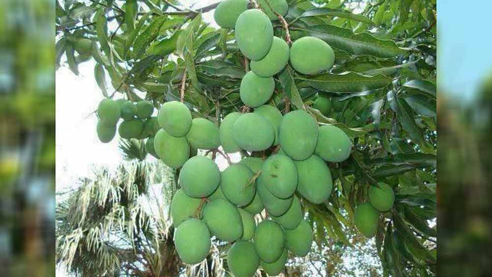 এম এইচ পানওয়ার ছিলেন গুলামের নিকটাত্মীয়। আম, কলার মতো নানা ফলের উপর গবেষণা করেছেন তিনি।