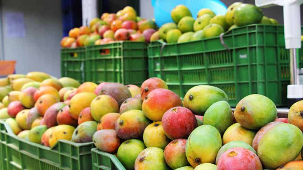 তাঁর মৃত্যুর পর গুলামই তাঁর স্বপ্ন এগিয়ে নিয়ে চলেছেন। গুলাম মূলত আম নিয়ে গবেষণা চালাচ্ছেন। মিষ্টিহীন আমের পাশাপাশি দীর্ঘ দিন আমকে কী ভাবে নষ্ট হয়ে যাওয়ার হাত থেকে রক্ষা করা যায় তা নিয়েও গবেষণা চালাচ্ছেন তিনি।