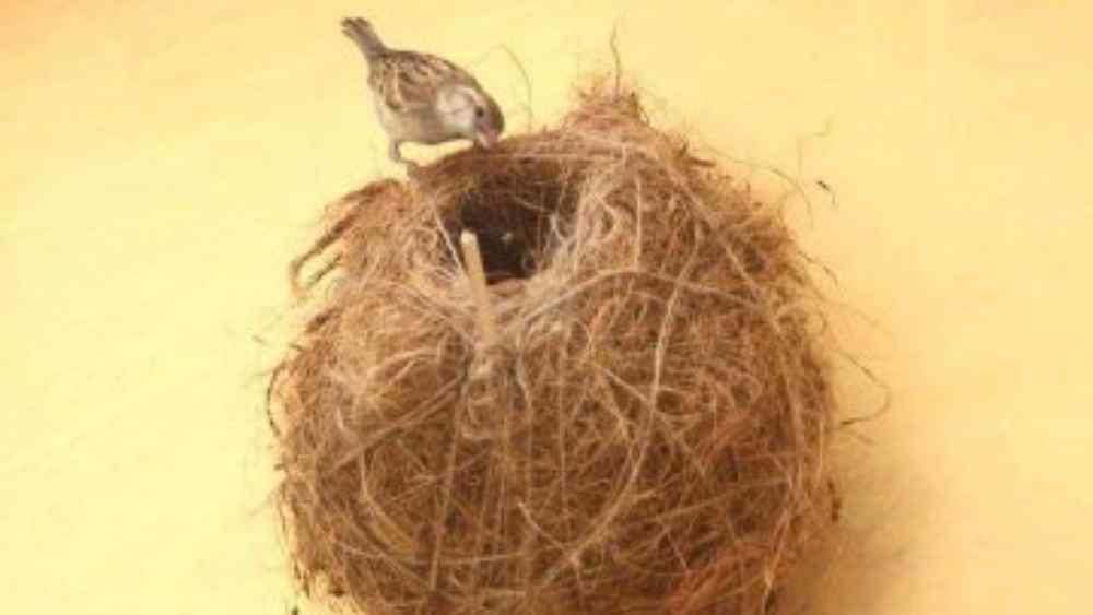 রাকেশ জানিয়েছেন, পাখির বাসা নিয়ে তাঁর ভাবনা চিন্তা শুরু হয় আচমকাই। ঘটনাচক্রে একদিন অফিস যাওয়ার পথে কয়েকজন শ্রমিককে পাখির বাসা ভাঙতে দেখেছিলেন তিনি। সেই ঘটনা তাঁর মনে প্রভাব ফেলে।