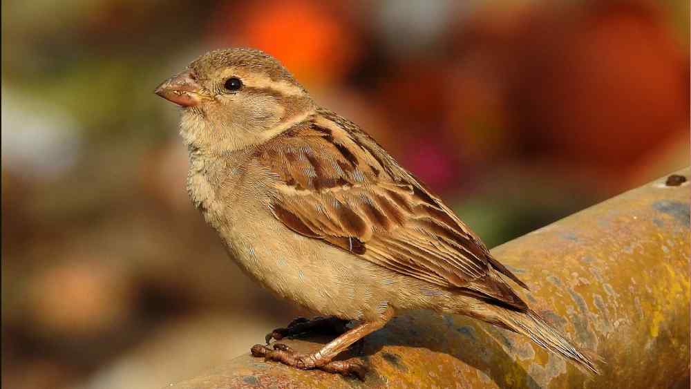 টানা তিন দিন বাড়ির বাইরে ঝুলিয়ে রাখার পর চতুর্থ দিন রাকেশ দেখেন, পাখি এসেছে বাসায়। 'নেস্ট ম্যান' উৎসাহ পেয়ে যান। আরও বেশ কয়েকটি বাসা বানিয়ে বাড়ির বাইরে রেখে দেখেন, সেখানেও পাখিরা থাকতে শুরু করছে। রাকেশ বুঝতে পারেন, বাসা পছন্দ হয়েছে পাখিদের।