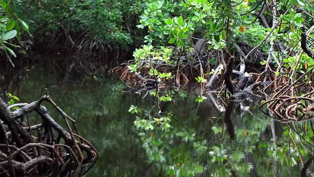 দূষণের কারণে কমেছে ম্যানগ্রোভের জলাভূমির সম্পদও। আগে এক বেলাতেই তাঁদের কাঠের নৌকাটি সংগ্রহে ভরে যেত। এখন সারা দিন কাজ করেও অর্ধেক নৌকা ভরে না।
