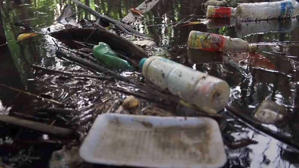 তবে অগাস্টিনাদের প্রিয় জঙ্গল এখন বিপন্ন। শহরের আবর্জনা ক্রমে এসে জড়ো হচ্ছে ম্যানগ্রোভের চার পাশে। প্লাস্টিকের বোতল, পাত্র ভরে গিয়েছে সর্বত্র। স্থানীয় মহিলারা জানিয়েছেন, এখন ঝিনুক, ফলমূলের বদলে তাঁরা প্লাস্টিক খুঁজে পান বেশি।