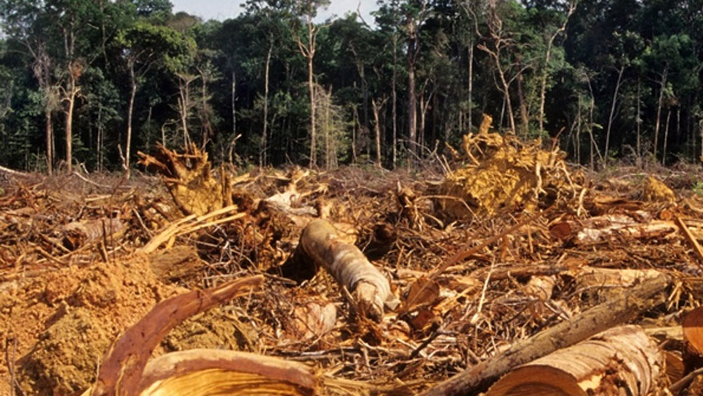 বসতি স্থাপনের জন্য জঙ্গল কেটে সাফ করে দেওয়া হচ্ছে। জঙ্গলের অভাবে এই প্রথাও দিন দিন মুছে যাচ্ছে।