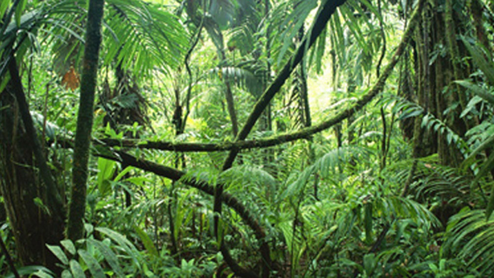 এই ভাবে যে দিন হবু কনেকে খুঁজে পাবেন সে দিনই জঙ্গলের মধ্যে তাঁদের বিয়ে দেওয়া হত। সঙ্গে থাকা বন্ধুবান্ধবরাই বিয়ের ব্যবস্থা করতেন।