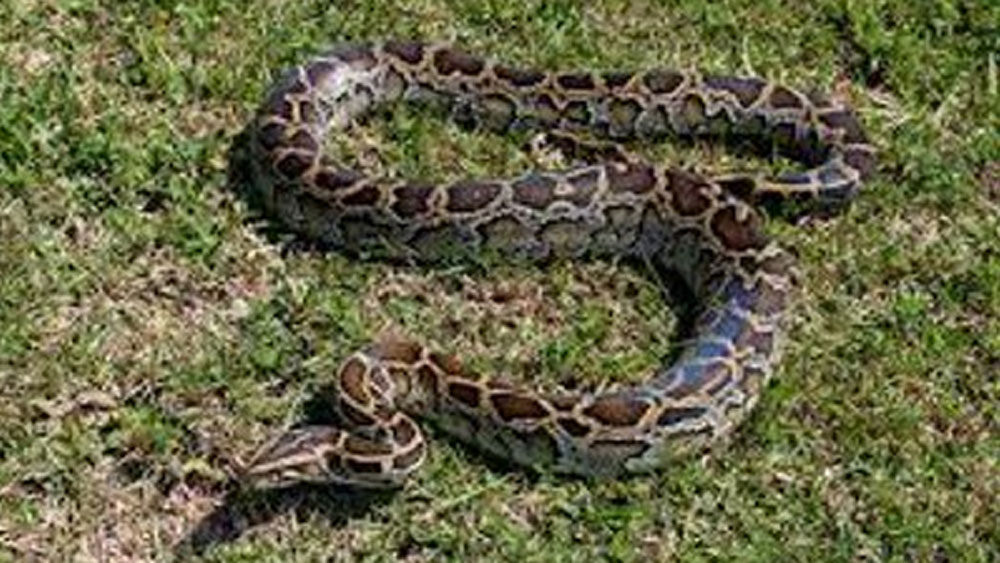 নানা রকম বিপদের সম্মুখীনও হতে হত তাঁদের। কিন্তু ভয়ে পিছিয়ে আসতে পারতেন না। হবু কনেকে খুঁজে না পেলে গ্রামবাসীর কাছে তাঁর সম্মান চলে যেত এবং সারাজীবন অবিবাহিতই থাকতে হত।