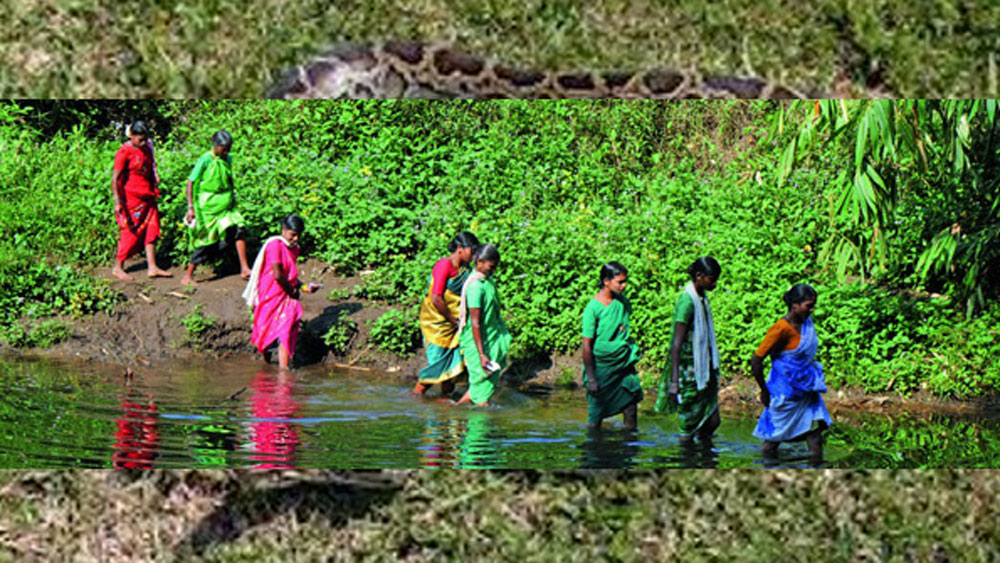 হবু কনে বিয়ের সাজেই বন্ধুদের সঙ্গে রওনা দিতেন। গভীর জঙ্গলে বন্ধুরা তাঁকে আগলে রাখতেন এবং তাঁর যাতে কোনও ক্ষতি না হয় তা নিশ্চিত করতেন তাঁরাই।
