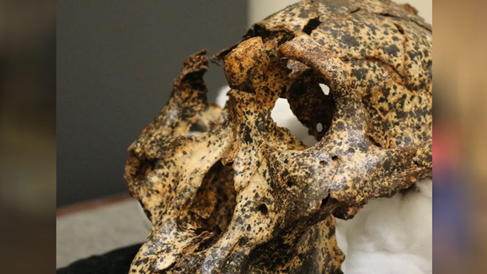 খুলিটির কিছু অস্বাভাবিকত্ব চোখে পড়ে গবেষকদের। খুলিটিতে গর্ত ছিল। তার চোয়ালের অংশ ছিল না এবং ধারালো কিছু দিয়ে ওই খুলি থেকে মাংস খুবলে নেওয়া হয়েছিল। খুব নিখুঁত পর্যবেক্ষণের পর এই সিদ্ধান্তে আসেন তাঁরা।