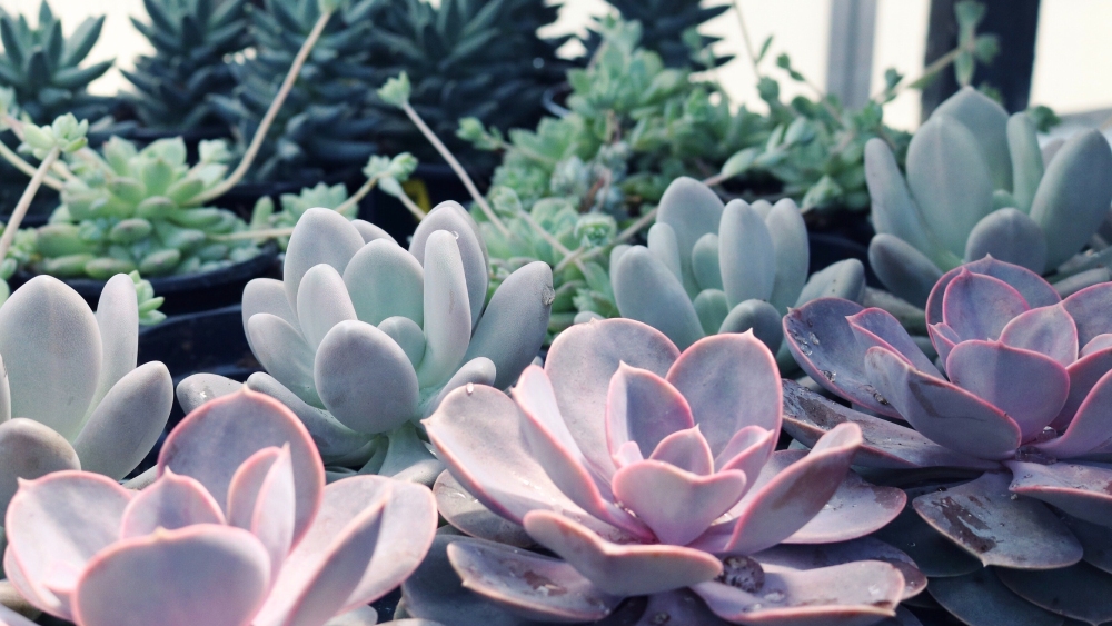 একেভেরিয়া।