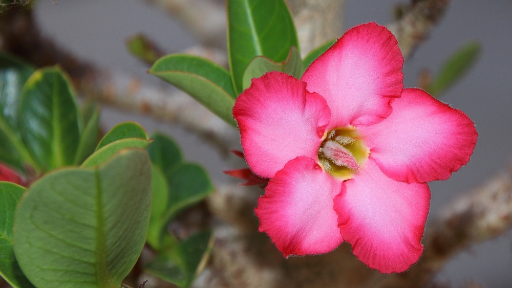 অ্যাডেনিয়াম।