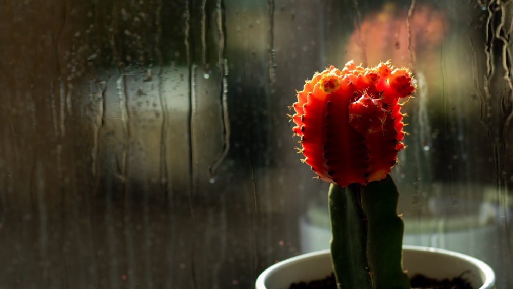 মুন ক্যাকটাস।