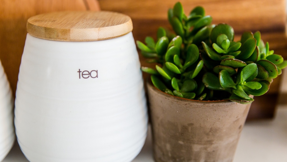 জেড প্লান্ট।