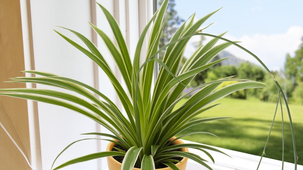 স্পাইডার প্লান্ট।