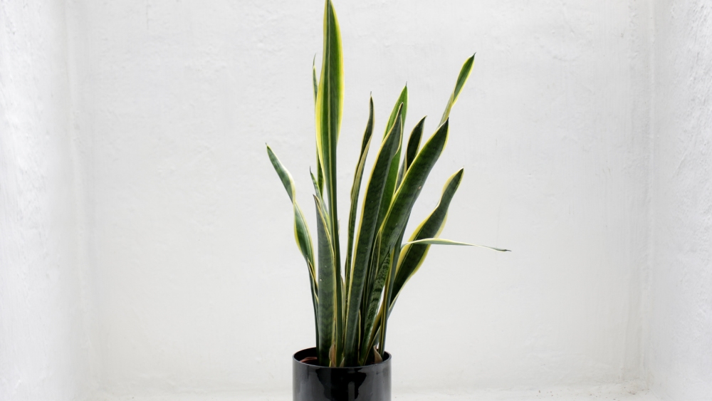 স্নেক প্লান্ট।