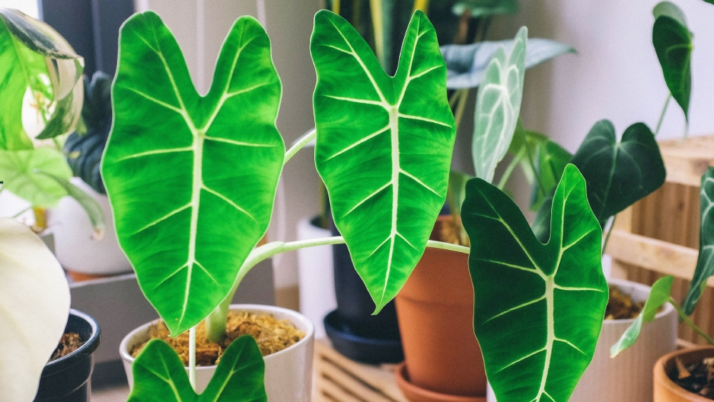 অ্যালোকেসিয়া।