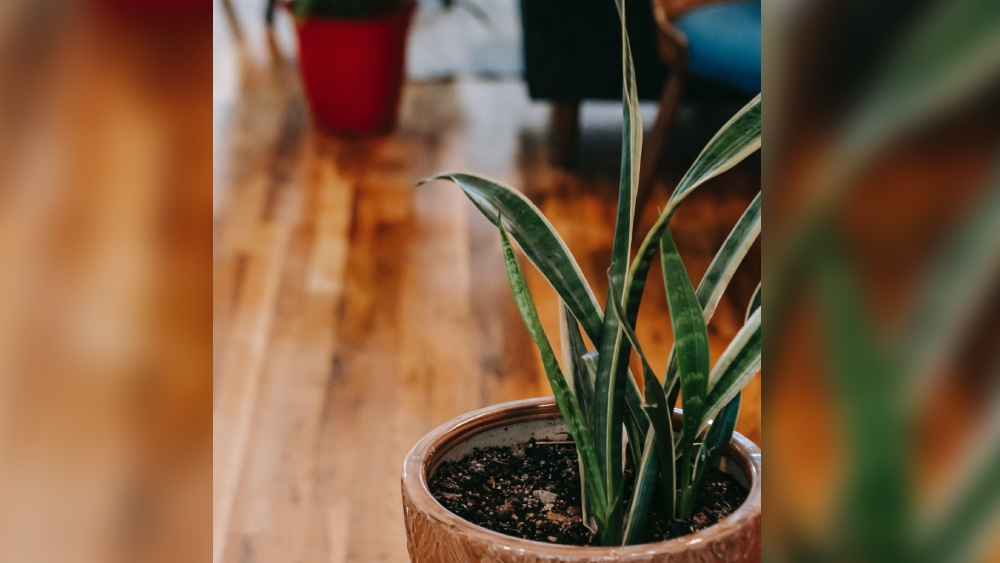 স্নেক প্লান্ট।