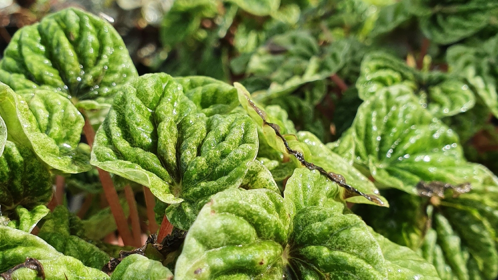 পেপেরোমিয়া।